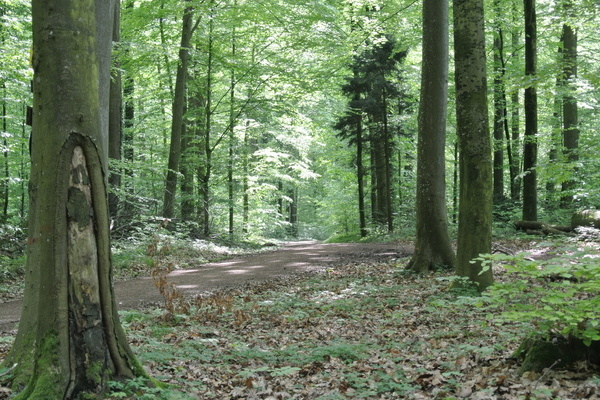 'Wandern in schattigen Laubwldern'