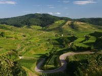 Kaiserstuhl Totenkopf Oberbergen (Bildnachweis: Touristik-Information Vogtsburg i.K. Fotograf: Hans-Peter Ziesmer)