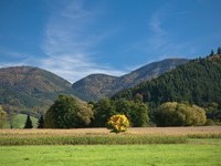Mit freundlicher Genehmigung der Ferienregion M�nstertal Staufen (Bildnachweis: Mit freundlicher Genehmigung der Ferienregion M�nstertal Staufen)