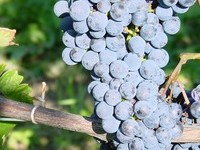 (Bildnachweis: Mit freundlicher Genehmigung der Stadt Schliengen) (Bildnachweis: Mit freundlicher Genehmigung der Stadt Schliengen)