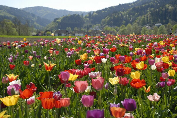 Tulpen im Dreisamtal Copyright: (Tourist-Information Dreisamtal) Tulpen im Dreisamtal Copyright: (Tourist-Information Dreisamtal)